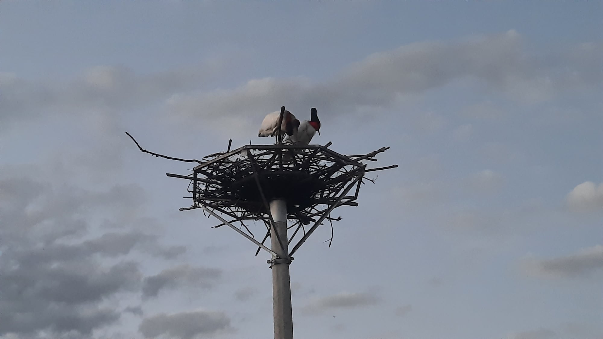 Aves em ninho artificial montado às margens da 262. Foto: Alexander de Oliveira