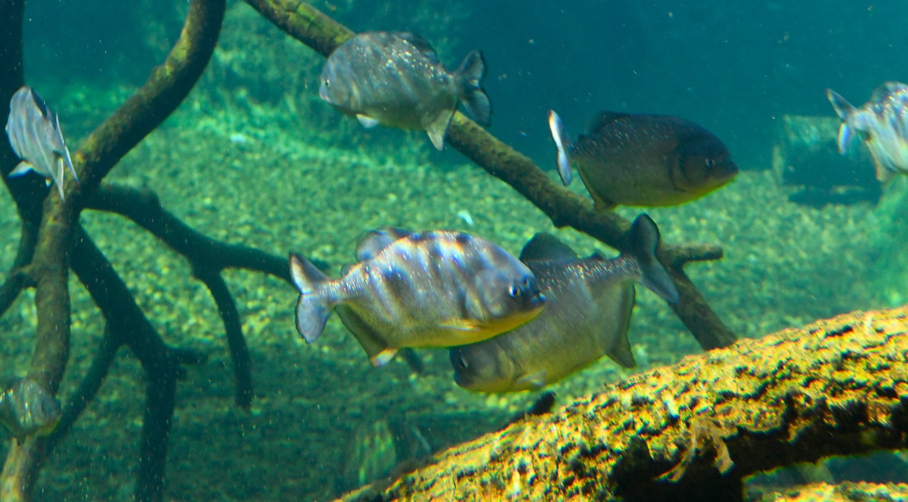 Piranhas se reproduzem naturalmente no aquário. Foto: Divulgação